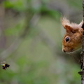 Squirrel and Bee, winner of the Mammal Photographer of the Year 2024, Gary Watson